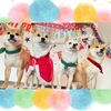 komame_shibas
