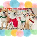 @komame_shibas