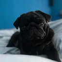 @belugathepug