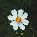 @siralk2