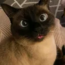 @ppungg