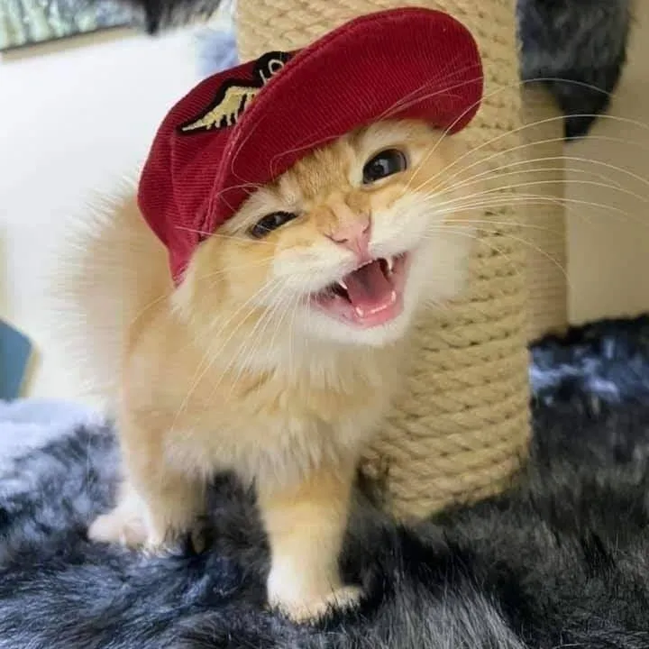 shimmaruu