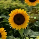 @bibizalianajomial