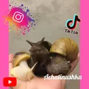 @achatinushka7