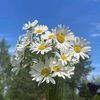 bbydaisyflwer