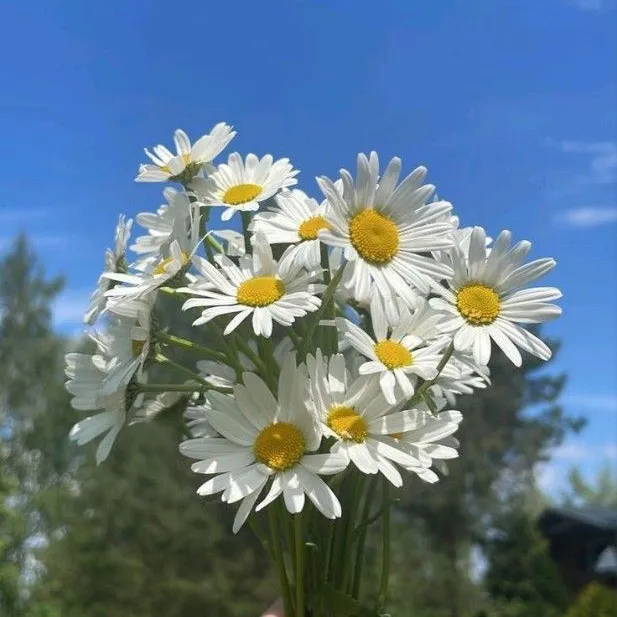 bbydaisyflwer