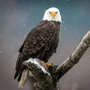 @khokher668d11