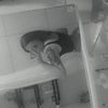 abu_banditka14