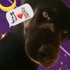 _tara.the.dog_