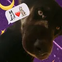 @_tara.the.dog_