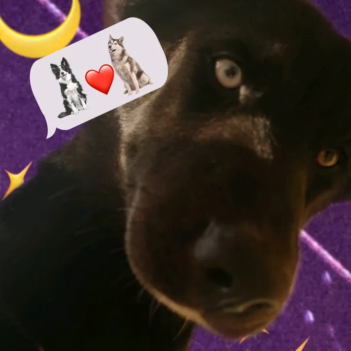 _tara.the.dog_