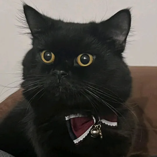 felipsuperior__