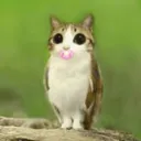 @monkibob