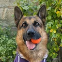 @germansheperd.rexi2020