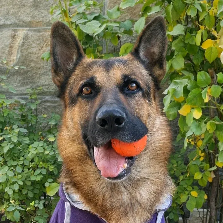 @germansheperd.rexi2020