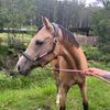 lyla_townsend_eventing