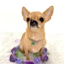 @doggsaver8