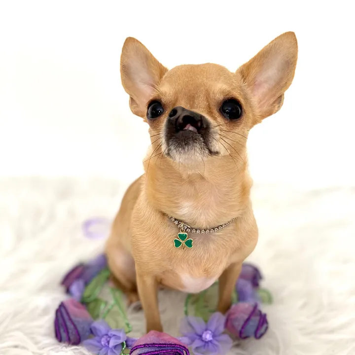 doggsaver8