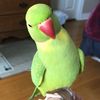 ricco_the_greenpied_irn