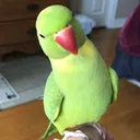@ricco_the_greenpied_irn