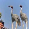 sanukohar0