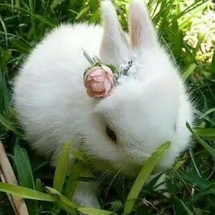 @bunny0o0qwq