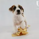 @jurassic_jack