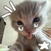 amoalidiaa