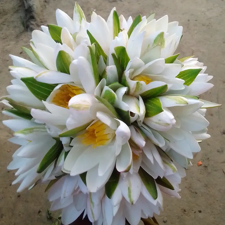 girlinbangladesh