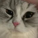 @peemtang