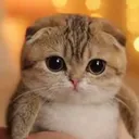 @meowl_baby