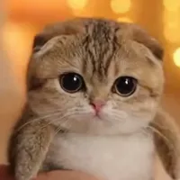 @meowl_baby
