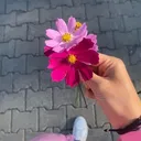 @rose356910