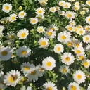 @haticegundogdu6