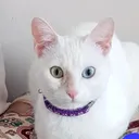 @vankedisizarife