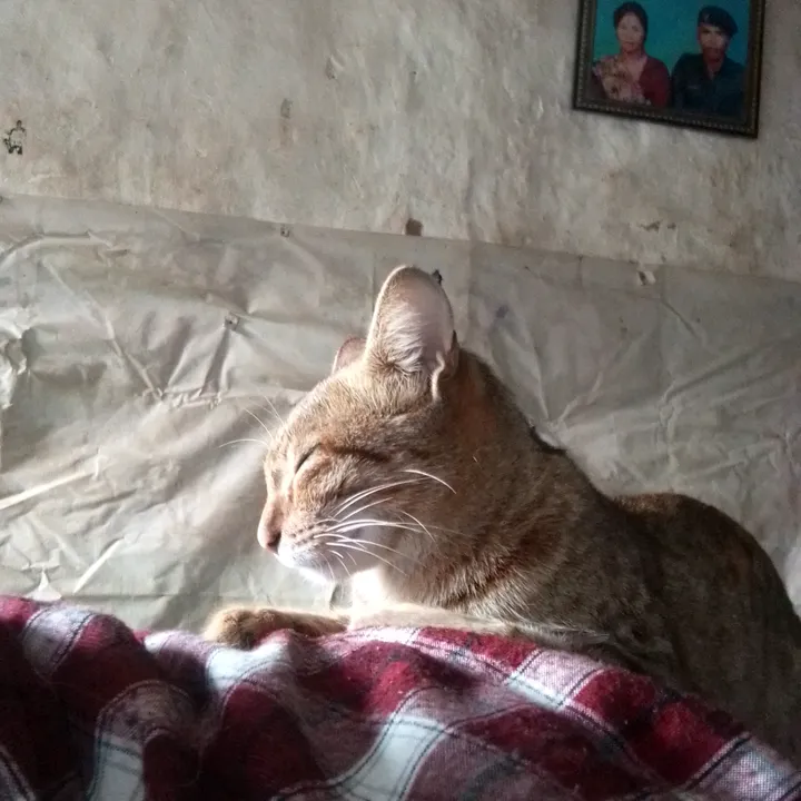 topi_04