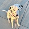 nevadathedotdog