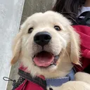 @garfy._.therawfedgolden
