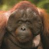 orangutan2580
