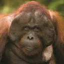 @orangutan2580