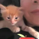@catpetcool