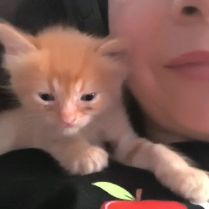catpetcool