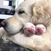 ilovedogs1380