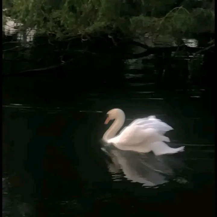 @hana_qurux0