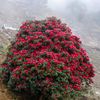 sashithapa61