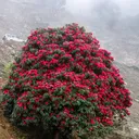 @sashithapa61