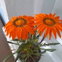 @fiorina_____
