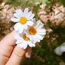 @shipiet65