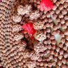 nepalusarudraksha