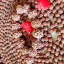 @nepalusarudraksha